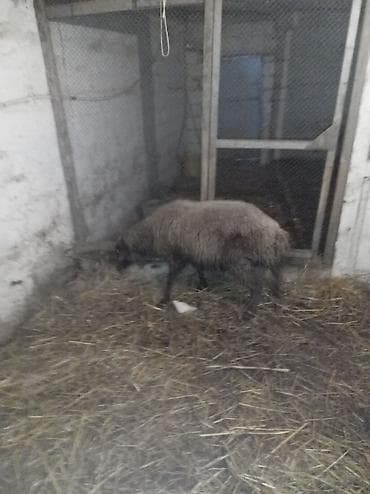 Телята: Sağlamdı 2ci qarına qoça gəlib. Ünvan Novxanı — 5