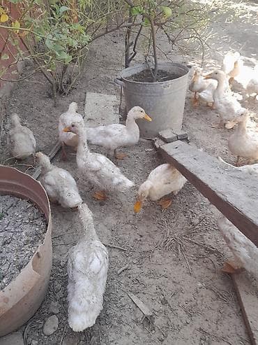 Digər quşlar: Iyun ayının 10 cıxıblar secme 5.üst üstde 4 manatdan vererem — 1
