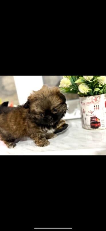 3D panellər: Pekines, 2 ay, Dişi — 3