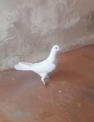 goyercin: 12 tukdu — 4