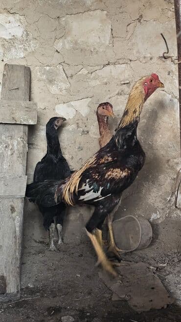 Tutuquşları: Aprel beçəsi və fərəsi satılır fərə hələ yumurtaya düşmüyüb iynə — 2