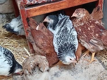 amaroks toyuq: Toyuq cücələri, Damazlıq, Ünvandan götürmə — 7