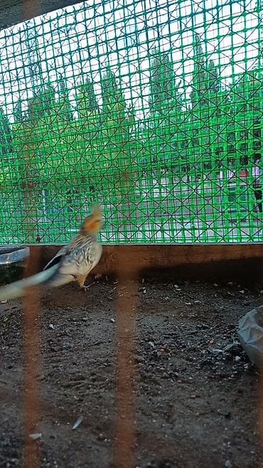 quş şekilleri: Nymph paraket (Cockatiel) – sarı-boz rəngli, yanaqlarında narıncı — 7