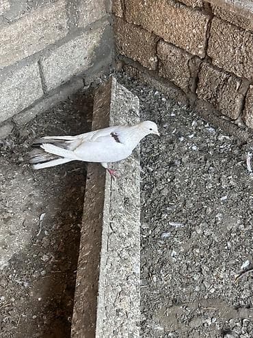 amadin qusu: Ağ rəngli göyərçinlər - Növ: ev göyərçini - Rəng: əsasən ağ, quyruq — 2