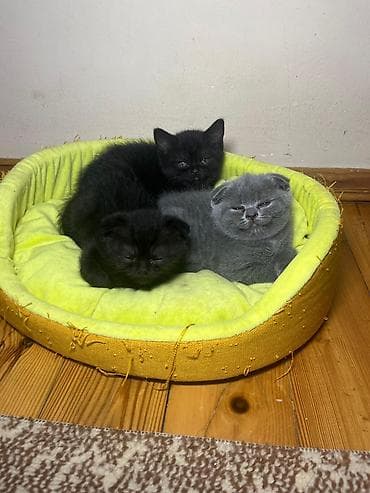 pişik cutləşdirilir: Şotland — 7