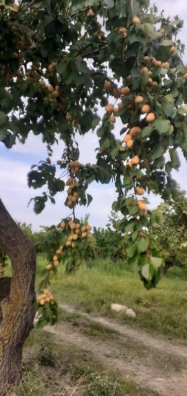 tebii alma sirkesi satisi: Məhsul: Ərik bağı – yetişmiş ərik meyvələri Təsvir: - Şəkillərdə — 4