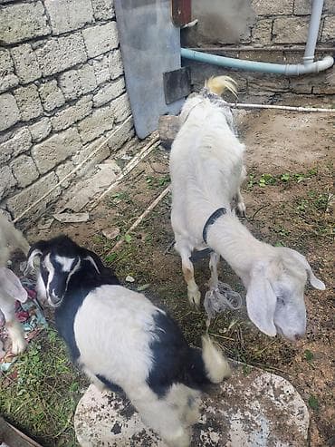 jersey cinsi: Məhsul: Keçilər (ana keçi və balaları) səna keçiləri 1 litir yarım süd — 1