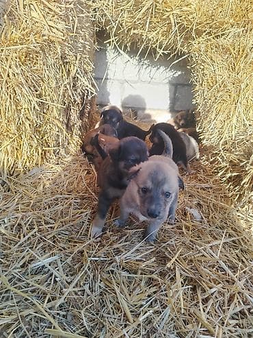 qala cinsi qoyun: 1 ay, Peyvəndli, Ünvandan götürmə — 1