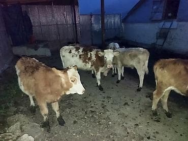 soya yemi: Satışda: Simmental növü dana və düyələr - Cins: Simmental — 2