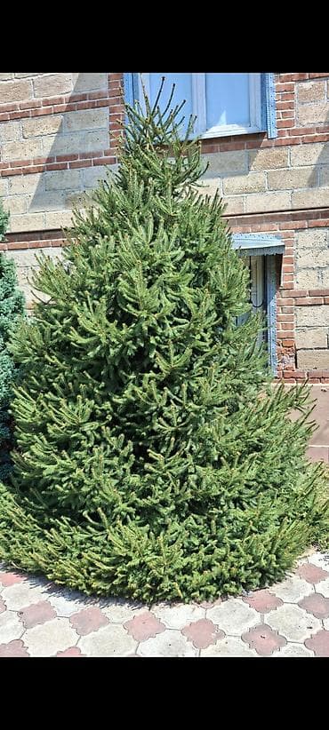 zogal agaci: Canlı iynəyarpaq (yəqin ki, şam/şam-əlverişli dekorativ iynəyarpaq) — 1