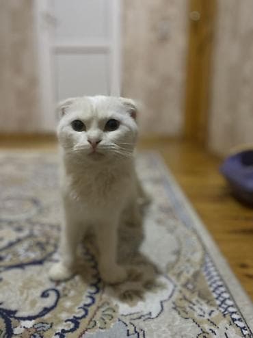 siam pişiyi: Şotland yastı qulaq — 5