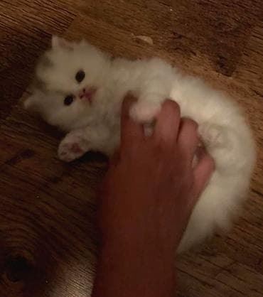 şinşila pişik haqqında məlumat: Yaxşı əllərə — 3