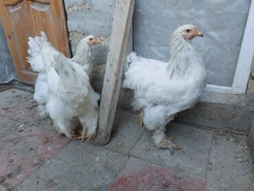 kənd toyuqu: Toyuq, Brama, Damazlıq — 5