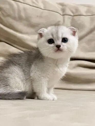 Balıqlar: Britan yastı qulaq, Erkək, Dişi, Yaxşı əllərə, Ünvandan götürmə, Pulsuz çatdırılma, Ödənişli çatdırılma — 16