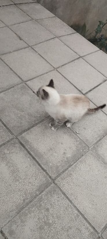 pişik sortu: Самка — 3