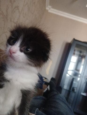 Yumşaq tüklü, qara-ağ rəngli balaca pişik balası. Üzündə və sinəsində lalafo.az -da Yumşaq tüklü, qara-ağ rəngli balaca pişik balası. Üzündə və sinəsində