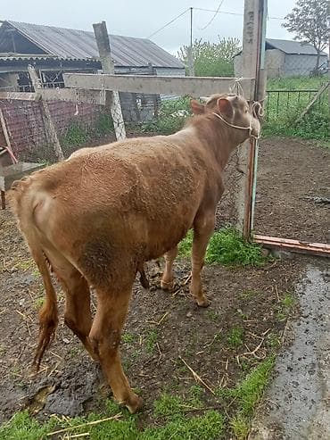 pekines it satisi: Riyal alci zengin vursun super erki dandi ünvan celilibada isdəyən — 2