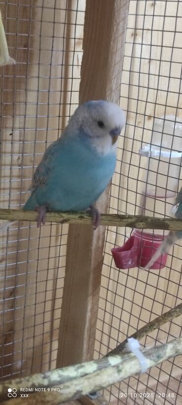 Məhsul: Dalmatinsiz mavi-bəyaz rəngli büdcə (budaq) papağanları –