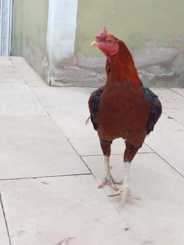 Salam qiymət 40 manatdan basdyir 70 4 dənə xoruz 11 ayliqdi biri 1 lalafo.az -da Salam qiymət 40 manatdan basdyir 70 4 dənə xoruz 11 ayliqdi biri 1