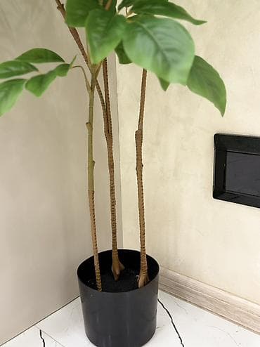 otaq gulleri: Süni dekorativ otaq bitkisi – qara dibçəkdə - Realistik görünüşlü — 3