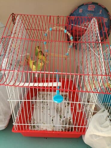 купить клетку для морской свинки: Dalmatin (nimfa/budaq) xoruz-quş qəfəsləri və aksesuarları dəsti — 3