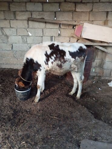 erkek dana satilir: Самка, Simental, лет: 3, 300 кг, Для разведения, Для молока, Для мяса — 6