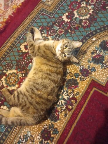 Tabbi, Yaxşı əllərə