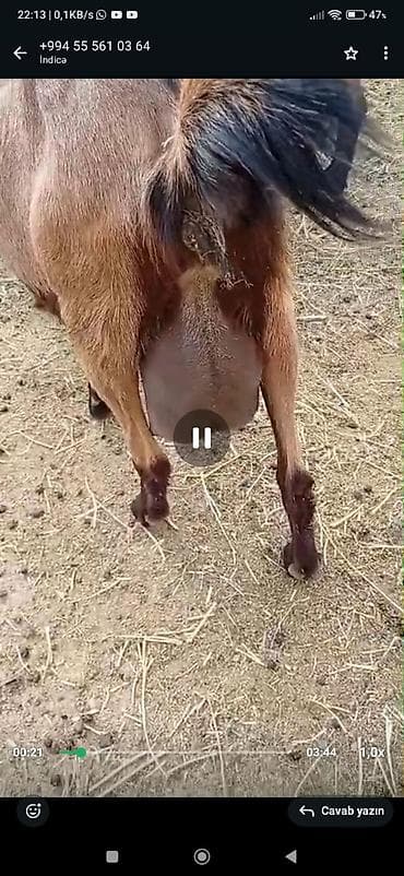 toyuq mehsullari topdan satis: Südçülük üçün keçilər sürüsü SANEN ALPİN MACAR CİNSLERİ ANA KEÇİLER — 7