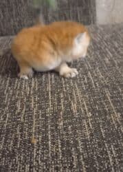 сколько стоит британский кот: Britan, Dişi, Yaxşı əllərə, Ünvandan götürmə — 5