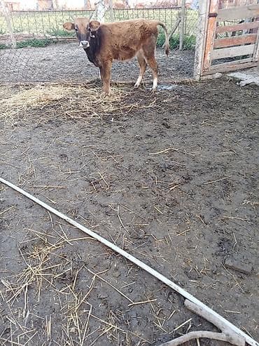 qoyun mal: 2 sdei dişdi hevanar cütü satlır 1400 deyilir riyalı alcıyla edrim — 9