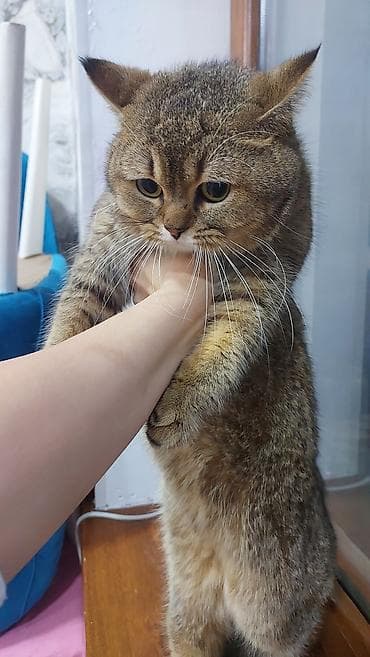 Şinşilla, Erkək, Yaxşı əllərə, Ödənişli çatdırılma