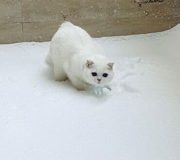 Kia: Şotland yastı qulaq, Erkək — 3