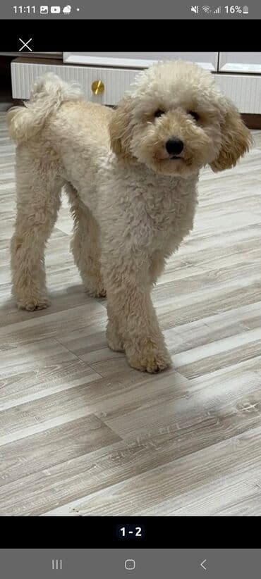 Аккумуляторы: Пудель — 1