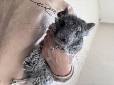 купить британская шиншилла: Çinçilla – boz-mərmər rəngli, yumşaq və sıx xəzli, iri qulaqlı və uzun — 6