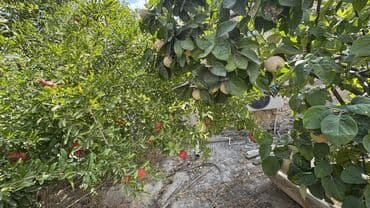 quba a frame evler: 4 otaqlı, 78 kv. m, Kredit yoxdur, Orta təmir — 3