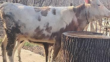 Mal-qara: Dişi, Simental, il: 3, 450 kq — 4