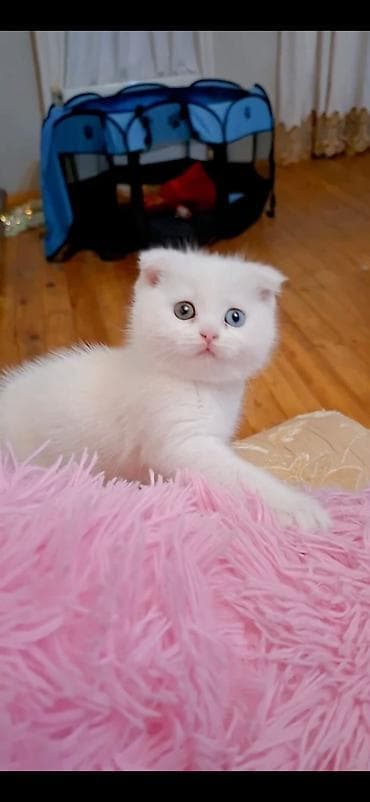 pişik yarım tip: Şotland yastı qulaq, Dişi, Yaxşı əllərə, Ünvandan götürmə, Ödənişli çatdırılma — 2