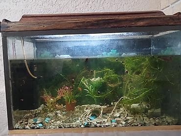 akvar: Akvarium hovsandadi . Uzunluqu 70sm. Hundurluku50sm eni 40 sm . Su — 3