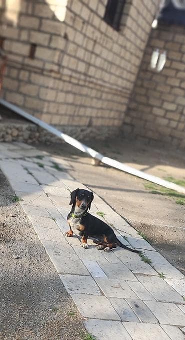 pitbul itlər: Sahibliyə verilən balaca itlər – qısayaqlı, uzun bədənli, qara-qəhvəyi — 3