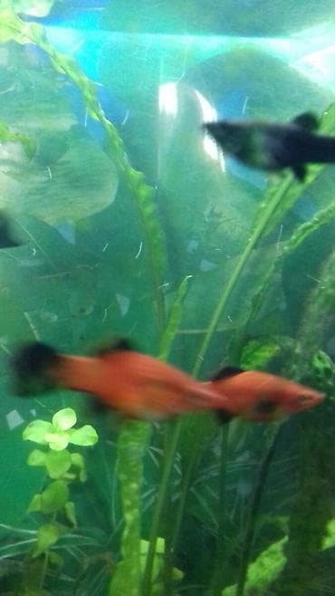 İtlər: Meçenos optavoy 80 qepi̇k.Zabrat 1 — 4