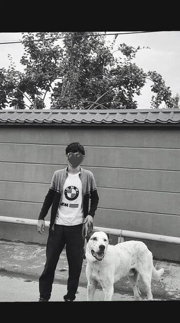 пудель карликовый цена: Хаски, 2 года, Самовывоз — 1