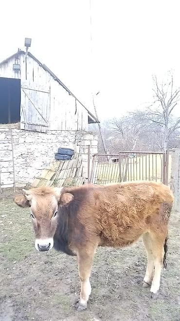 Asia: Məhsul: Dana (mal-qara) Təsvir: - Şəkildə qəhvəyi-qara rəng — 1