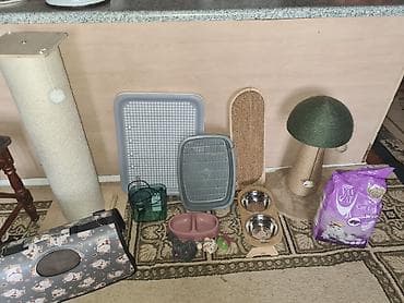 Digər heyvanlar: Pisik ucun esyalar her qiymete var dasima 20azn dirnaqitiliyen — 4