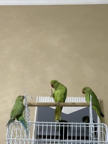 попугай ара цена: Ajarella Pakistan Pəncabdan gəlib bir başa — 6