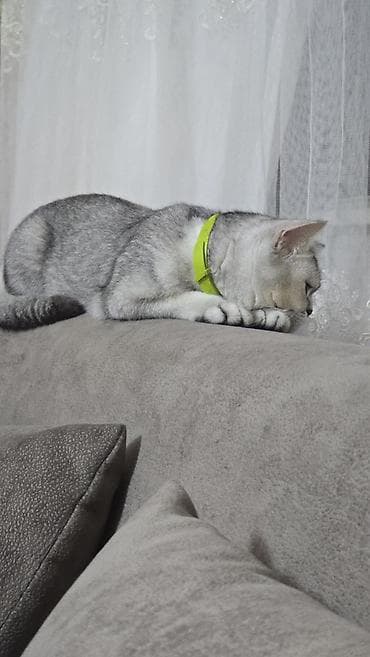 ev pişikləri: Britan, Yaxşı əllərə — 2