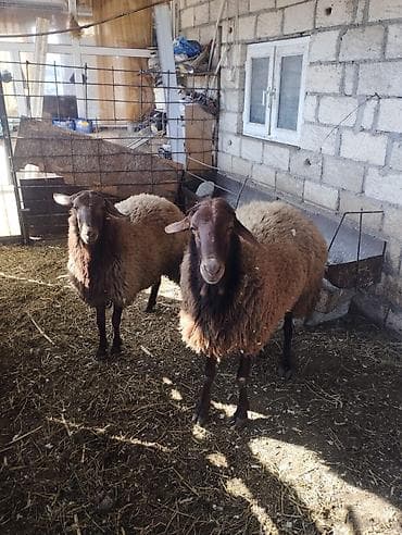 Damazlıq Qoçlar – yerli cins, qəhvəyi rəng damazlıq qoçlar. Elanda 2