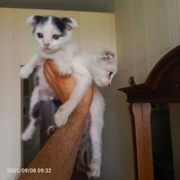 pişiklər üçün bit dərmanı: Сиамская — 1