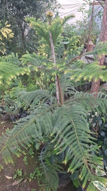 ağac işləyirəm: Norfolk adası şamı (Araucaria heterophylla) – dekorativ həmişəyaşıl — 1