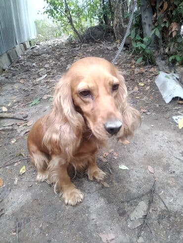 Koker spaniyel, 1 ay, Dişi lalafo.az -da Koker spaniyel, 1 ay, Dişi