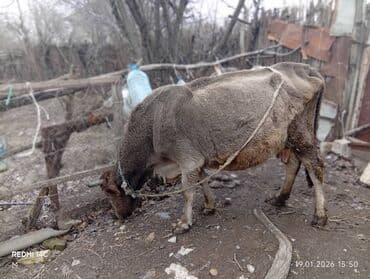 Digər heyvanlar: Satişa heyvan: inək - Növ: inək (buynuzlu) - Rəng: boz-qəhvəyi, alnı — 4